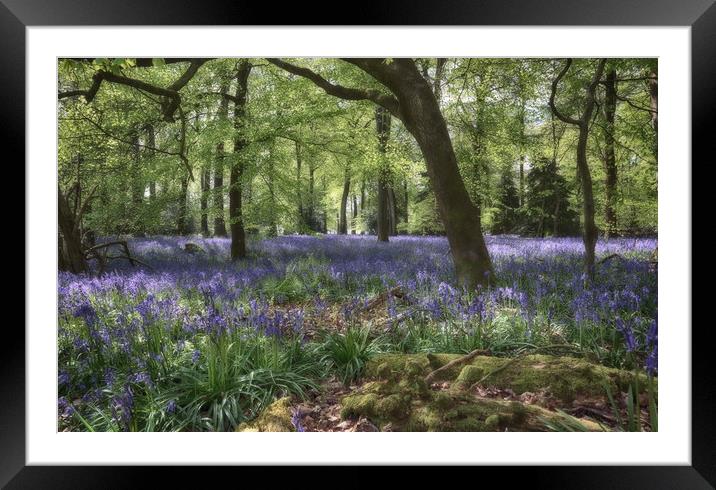 Spring Woodlands Framed Mounted Print by Ceri Jones