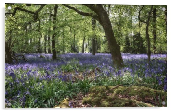 Spring Woodlands Acrylic by Ceri Jones