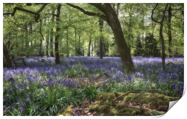 Spring Woodlands Print by Ceri Jones