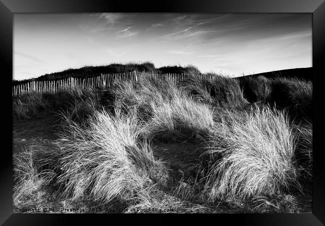 Marram Grass on the Dunes at Bantham Framed Print by Paul F Prestidge
