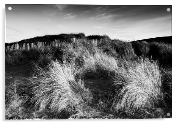 Marram Grass on the Dunes at Bantham Acrylic by Paul F Prestidge