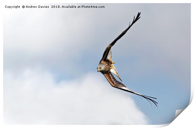 Red Kite of Brecon Beacons Print by Drew Davies