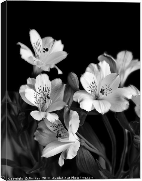 White Lily Black and White  Canvas Print by Jim Key