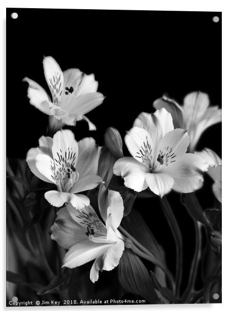 White Lily Black and White  Acrylic by Jim Key