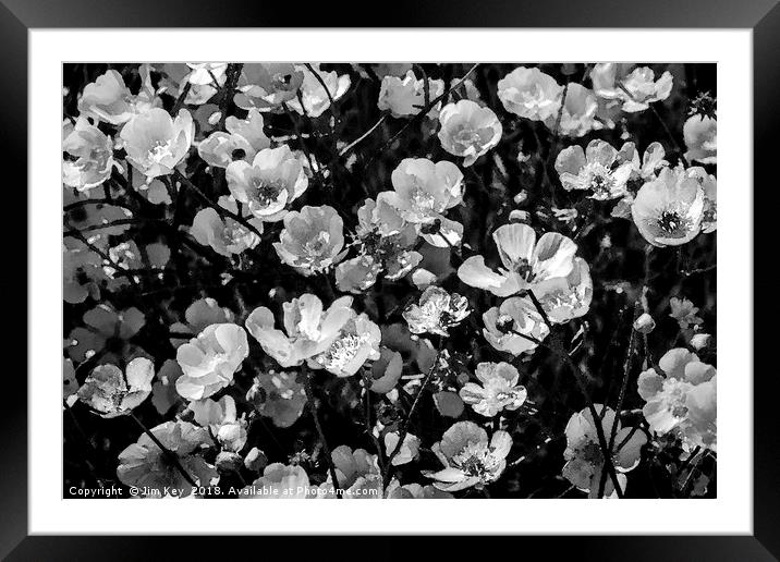 Buttercups in Black and White Framed Mounted Print by Jim Key