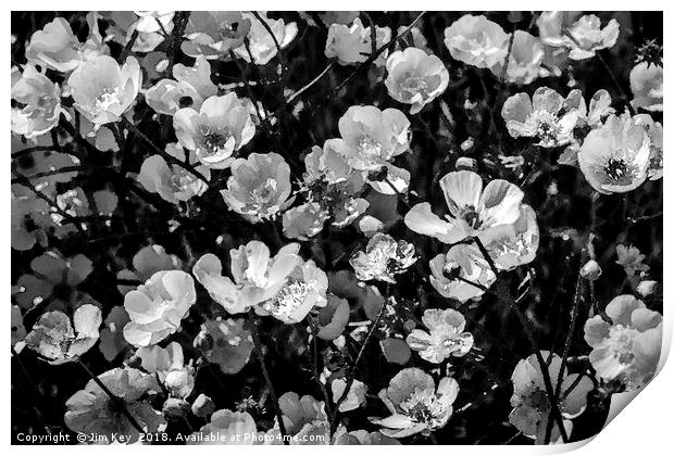 Buttercups in Black and White Print by Jim Key