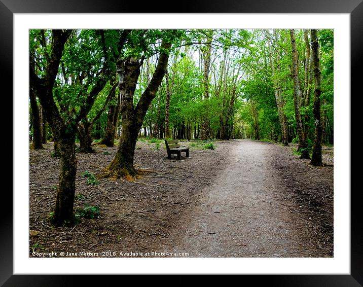                  Woodlands               Framed Mounted Print by Jane Metters