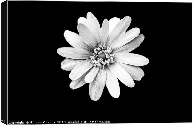 Anemone Canvas Print by Graham Chance