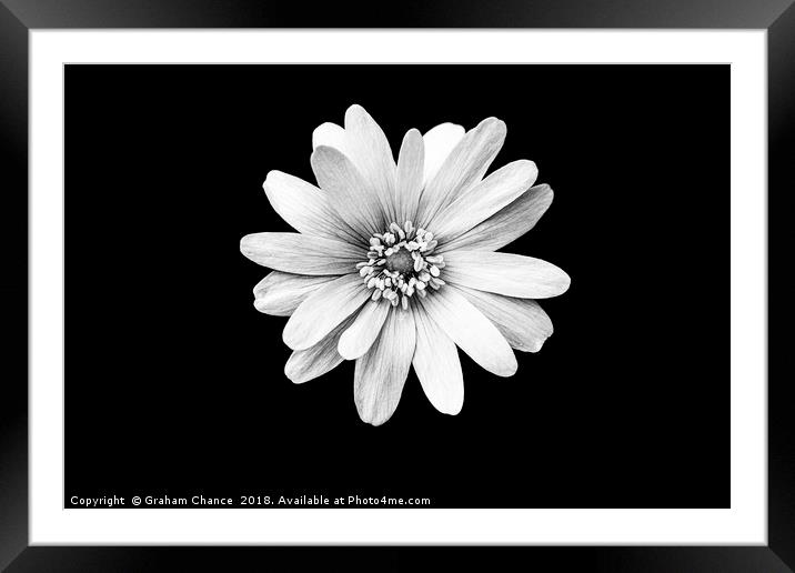 Anemone Framed Mounted Print by Graham Chance