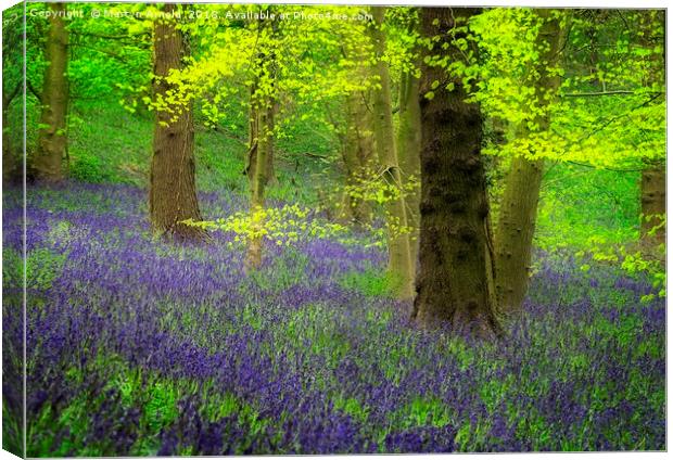 Spring Bluebell Wood Canvas Print by Martyn Arnold