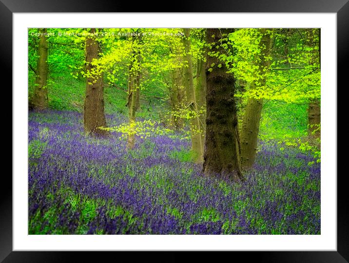 Spring Bluebell Wood Framed Mounted Print by Martyn Arnold