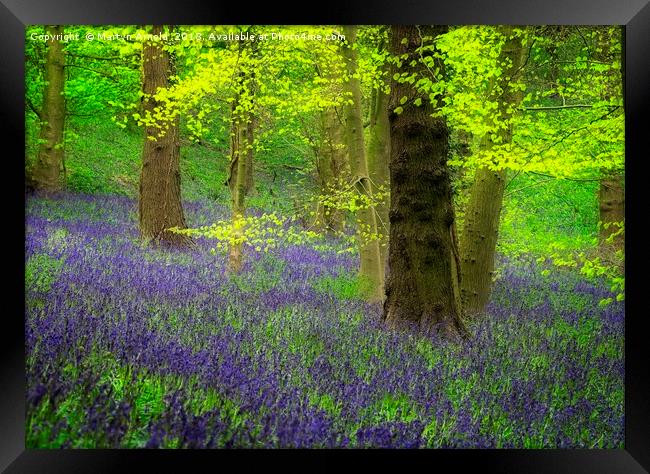 Spring Bluebell Wood Framed Print by Martyn Arnold