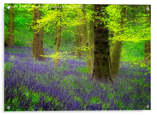 Spring Bluebell Wood Acrylic by Martyn Arnold