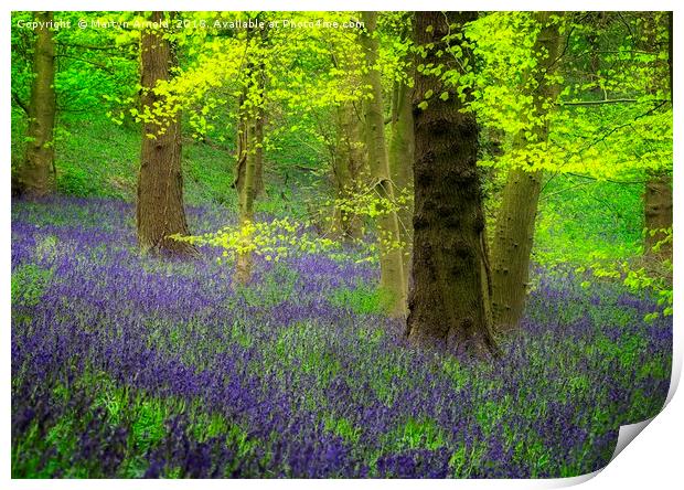 Spring Bluebell Wood Print by Martyn Arnold