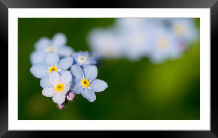 Wood Forget-me-not Framed Mounted Print by Maarten D'Haese