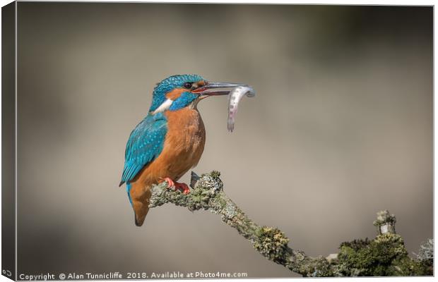 Kingfisher with catch Canvas Print by Alan Tunnicliffe