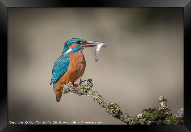 Kingfisher with catch Framed Print by Alan Tunnicliffe