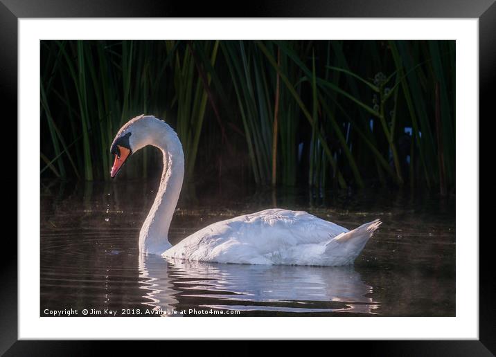 White Swan Feeding at Sunrise Framed Mounted Print by Jim Key