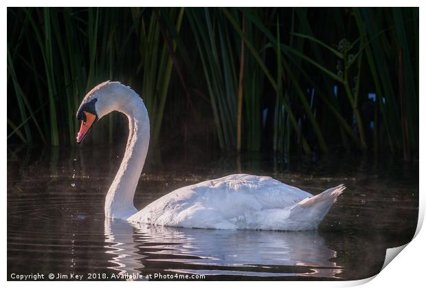 White Swan Feeding at Sunrise Print by Jim Key