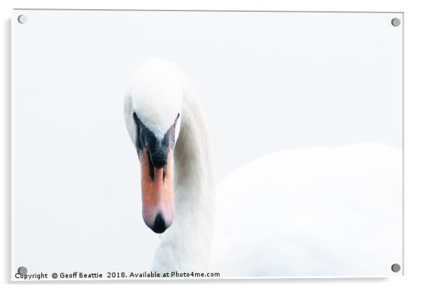 Portrait of a swan Acrylic by Geoff Beattie