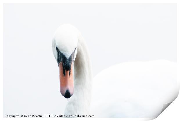 Portrait of a swan Print by Geoff Beattie