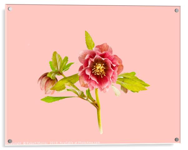 Hellebore on Pink Acrylic by Robert Murray