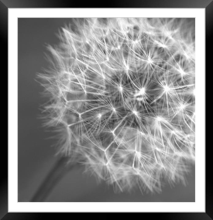 Dandelion seed head Framed Mounted Print by Chris Day