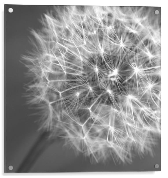 Dandelion seed head Acrylic by Chris Day