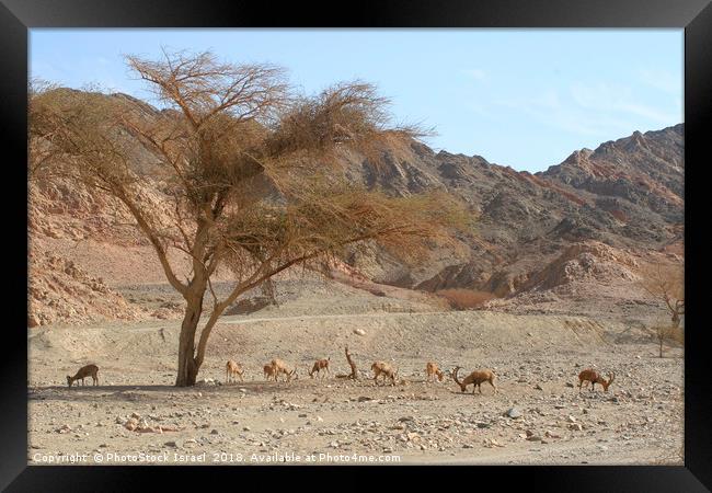 Nubian Ibex (Capra ibex nubiana) Framed Print by PhotoStock Israel