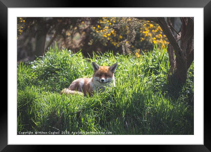 A Resting Red Fox Framed Mounted Print by Milton Cogheil