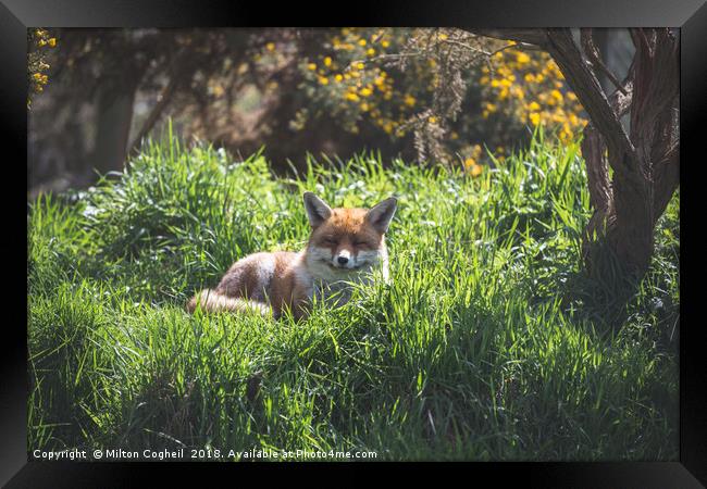 A Resting Red Fox Framed Print by Milton Cogheil