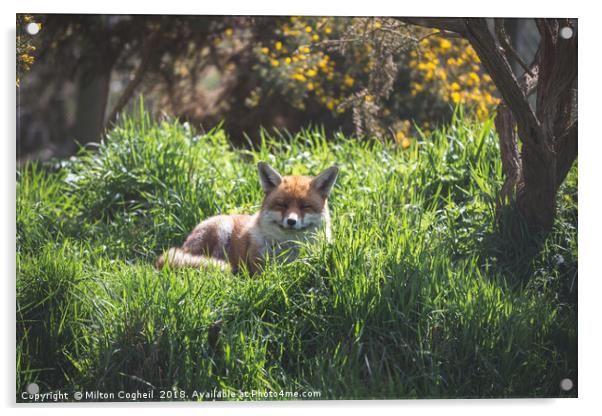 A Resting Red Fox Acrylic by Milton Cogheil