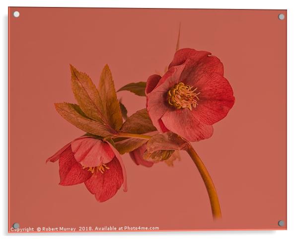 Hellebore on red Acrylic by Robert Murray