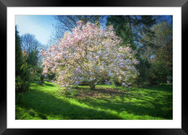 Magnolia Framed Mounted Print by Richard Downs