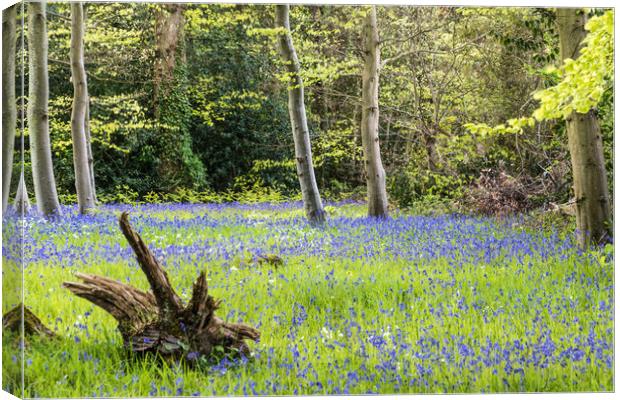 Bluebell Woodland Canvas Print by Alf Damp