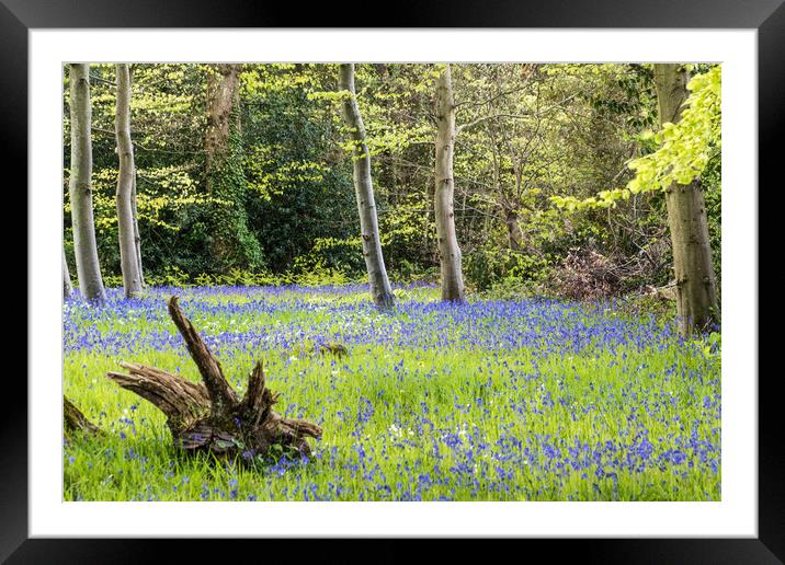 Bluebell Woodland Framed Mounted Print by Alf Damp