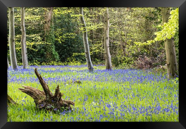 Bluebell Woodland Framed Print by Alf Damp