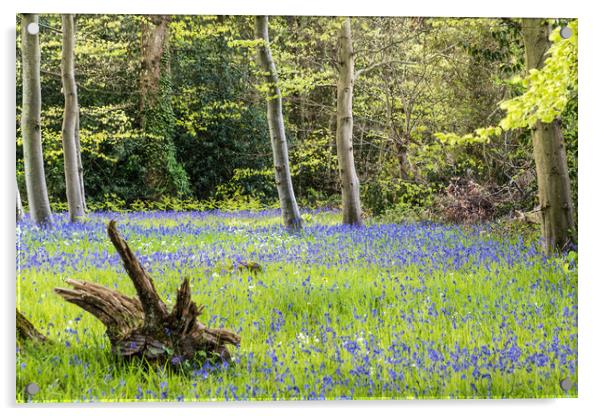 Bluebell Woodland Acrylic by Alf Damp