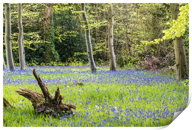 Bluebell Woodland Print by Alf Damp