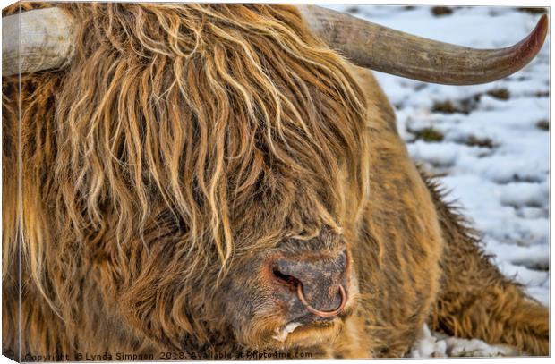 Handsome beast Canvas Print by Lynda Simpson