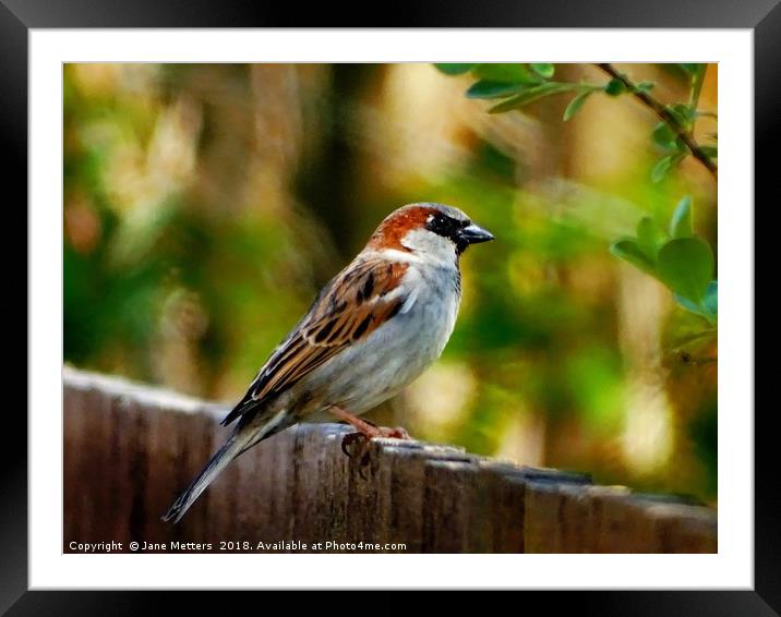     Perching On The Fence                          Framed Mounted Print by Jane Metters