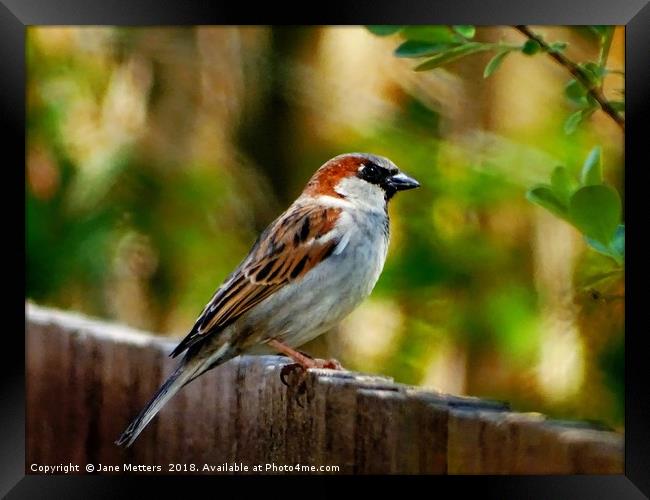     Perching On The Fence                          Framed Print by Jane Metters
