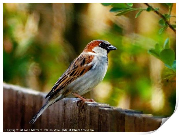     Perching On The Fence                          Print by Jane Metters