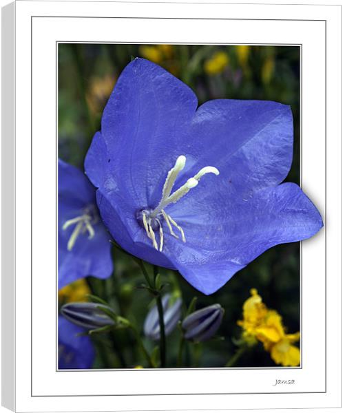 In the frame Canvas Print by james sanderson
