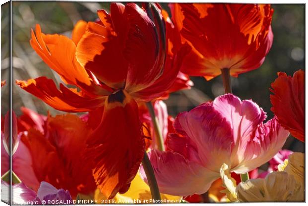 "Backlit Tulips blowing in the wind" Canvas Print by ROS RIDLEY