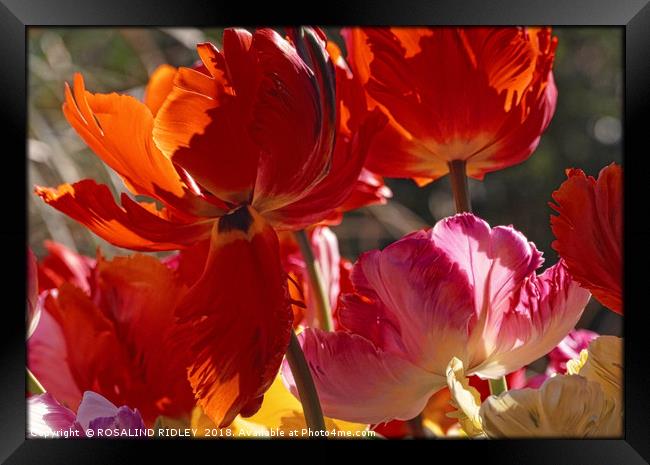 "Backlit Tulips blowing in the wind" Framed Print by ROS RIDLEY