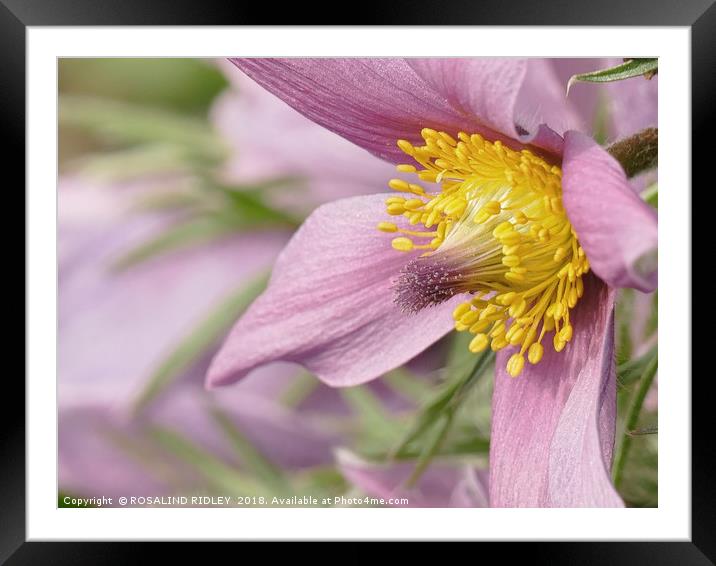 "Soft Pastel Pulsatilla" Framed Mounted Print by ROS RIDLEY
