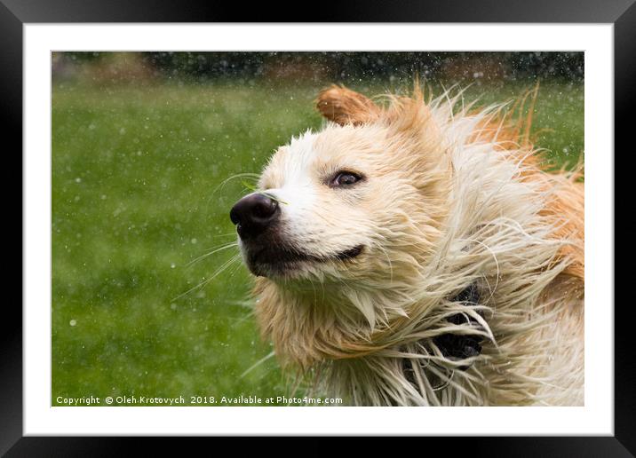 Border collie shaking off Framed Mounted Print by Olgast 