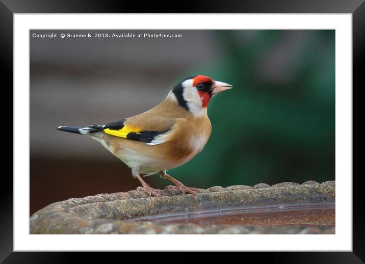 Goldfinch Drinking Framed Mounted Print by Graeme B