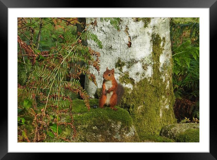 Cheeky Red Squirrel Framed Mounted Print by Pauline Raine
